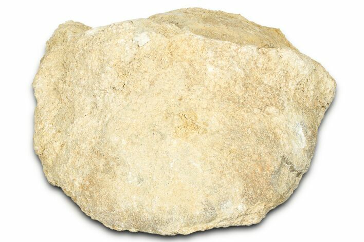 Unprepped Jurassic Sea Urchin (Clypeus) Fossil - England #325951